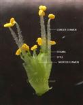  Stamens and Pistil